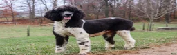 Sheepadoodle dogs for sale: Milo - Ad 6