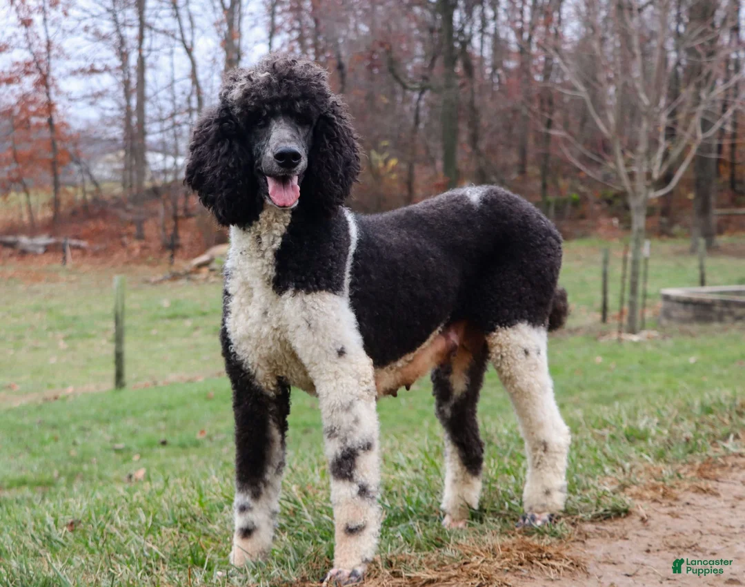 Sheepadoodle dogs for sale: Milo - Ad 6