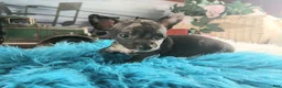 Chihuahua dogs for sale: Mouses black merle - Ad 5