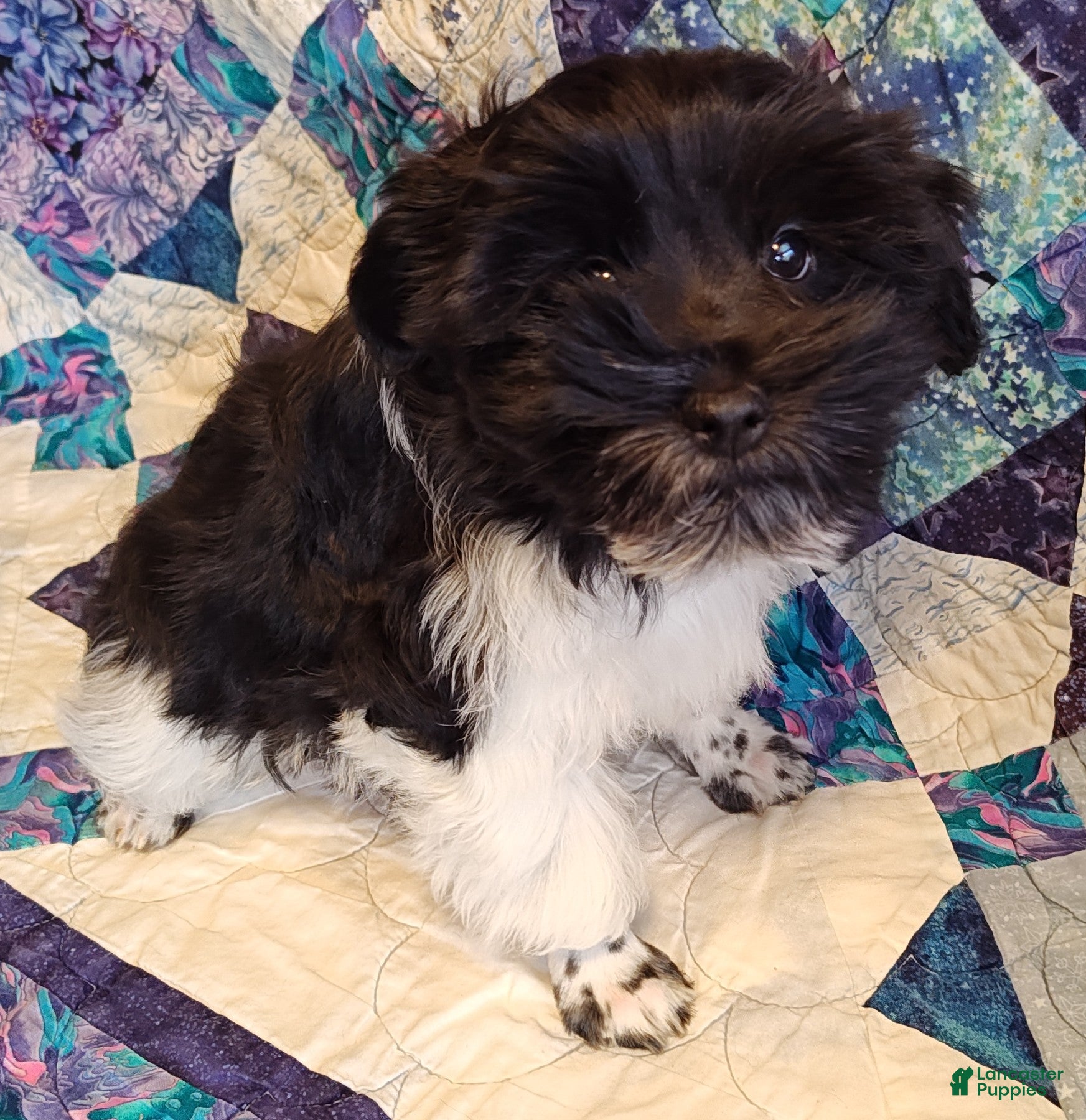 Miniature Schnauzer dogs Miniature Schnauzer Boy 1 - Ad 18