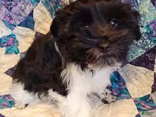 Miniature Schnauzer dogs Miniature Schnauzer Boy 1 - Ad 15