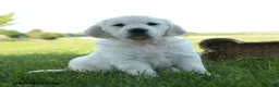 Golden Retriever dogs for sale: Lukas - Ad 4