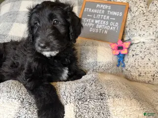 Goldendoodle dogs Dustin - Ad 31