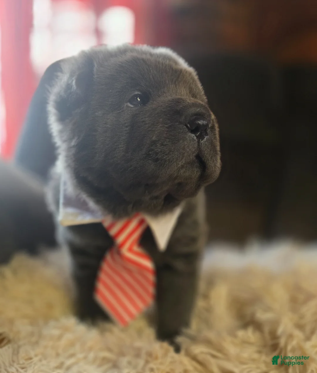 Shar Pei dogs for sale: Wyatt - Ad 1