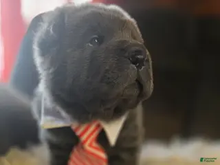 Shar Pei dogs for sale: Wyatt - Ad 2