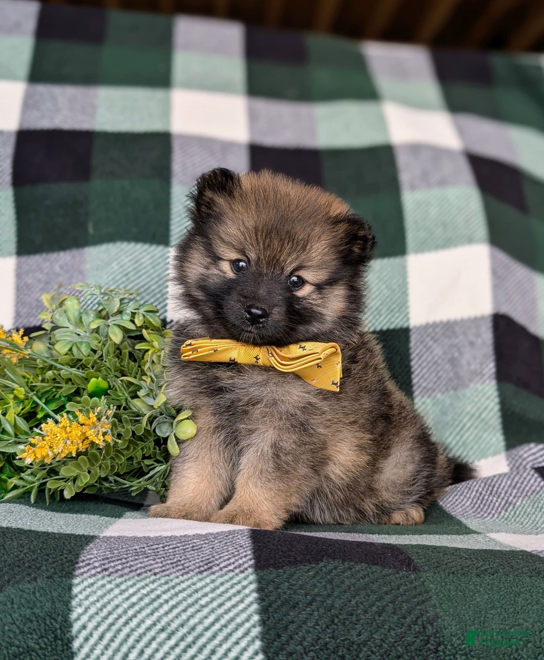 Pomeranian dogs for sale: Kegan - Ad 10