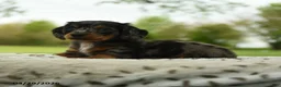 Miniature Dachshund dogs for sale: Francis - Ad 4