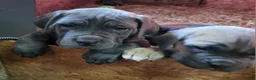 Cane Corso dogs for sale: Cane Corso 1 - Ad 2