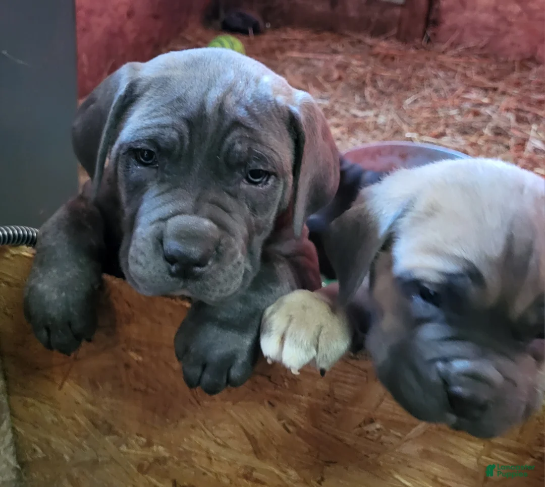 Cane Corso dogs for sale: Cane Corso 1 - Ad 2
