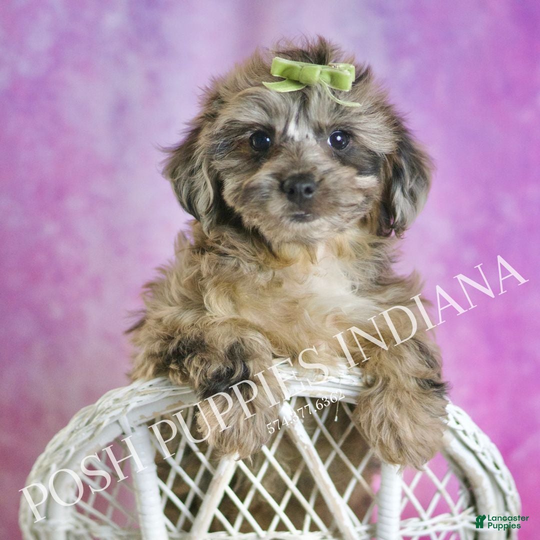 Yorkiepoo dogs for sale: Peanut - Ad 7