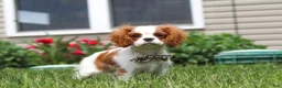 Cavalier King Charles Spaniel dogs for sale: Oliver - Ad 4