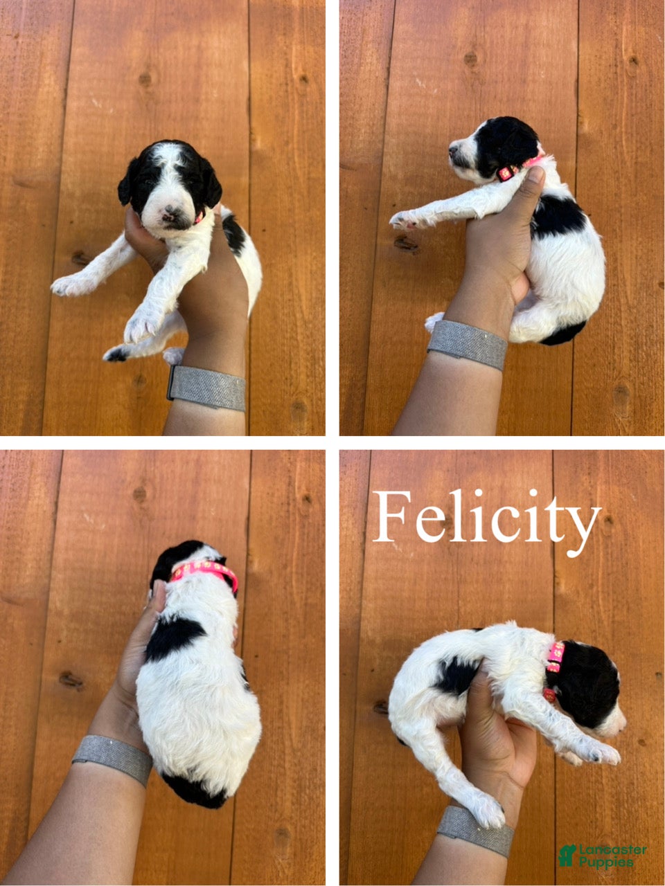 Standard Poodle dogs Felicity - Ad 2