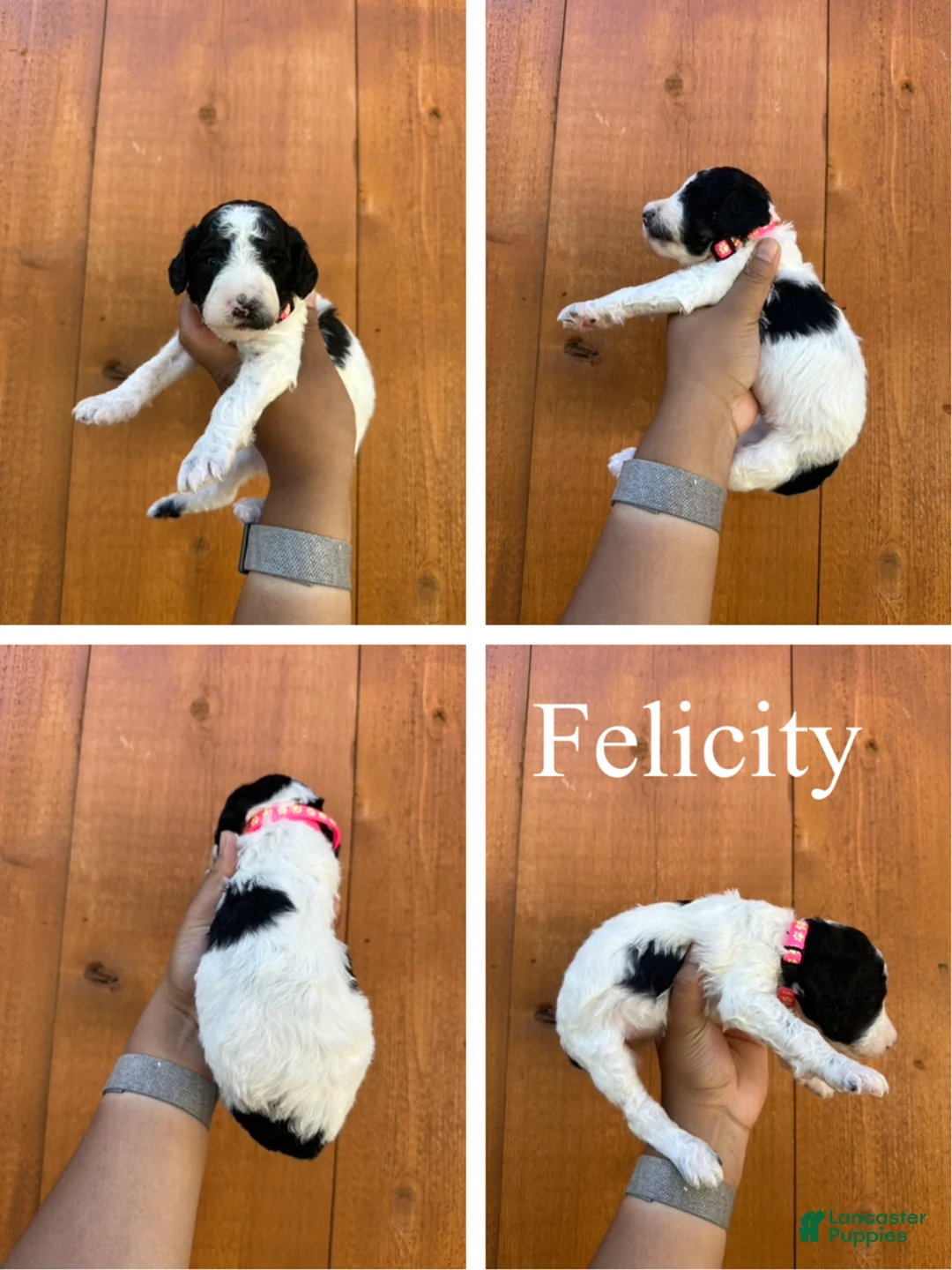 Standard Poodle dogs for sale: Felicity - Ad 2