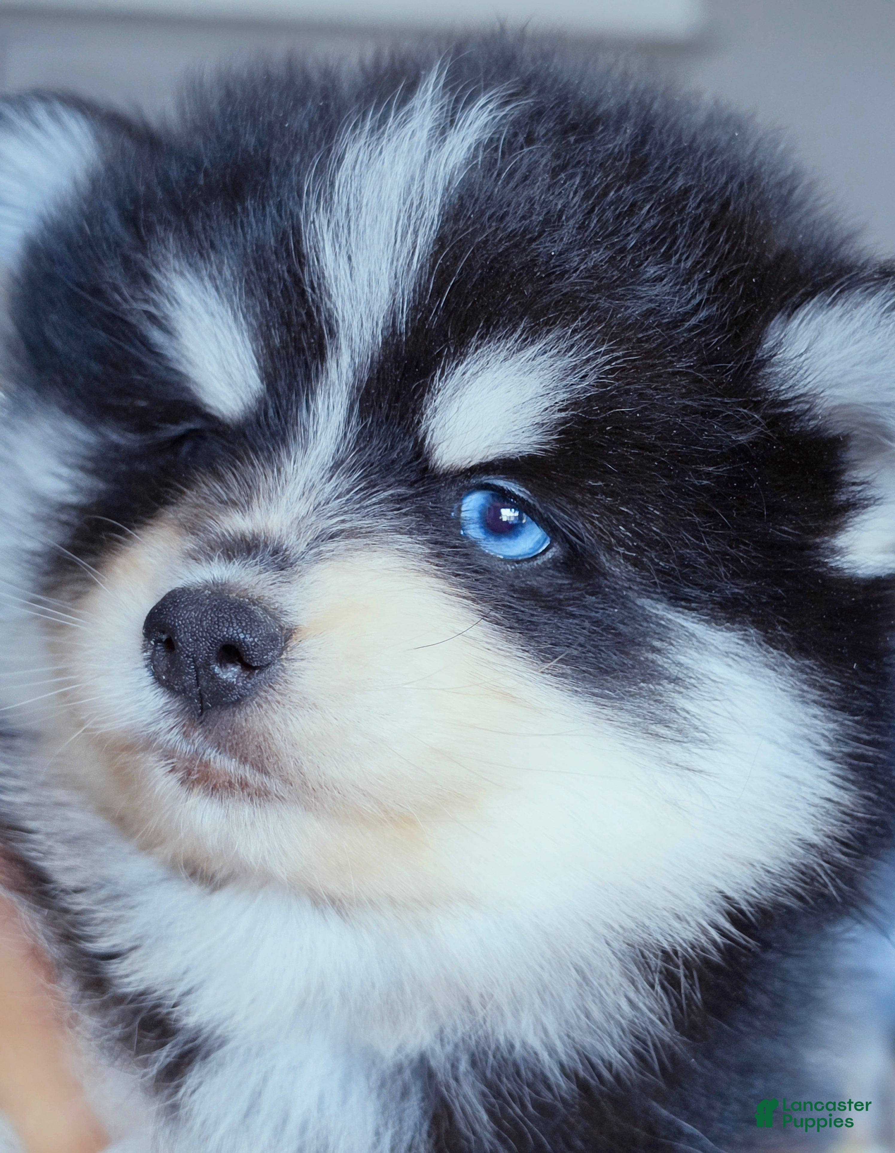 Pomsky dogs Ryder - Ad 2
