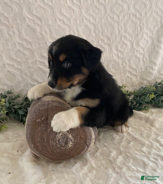 Australian Shepherd dogs Roxy - Ad 2