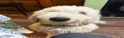 Mixed Breed dogs for sale: Fifi - Ad 18