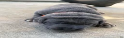 Cane Corso dogs for sale: Orange  - Ad 4