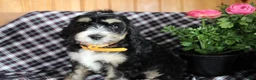 Bernedoodle dogs for sale: Tulip - Ad 5