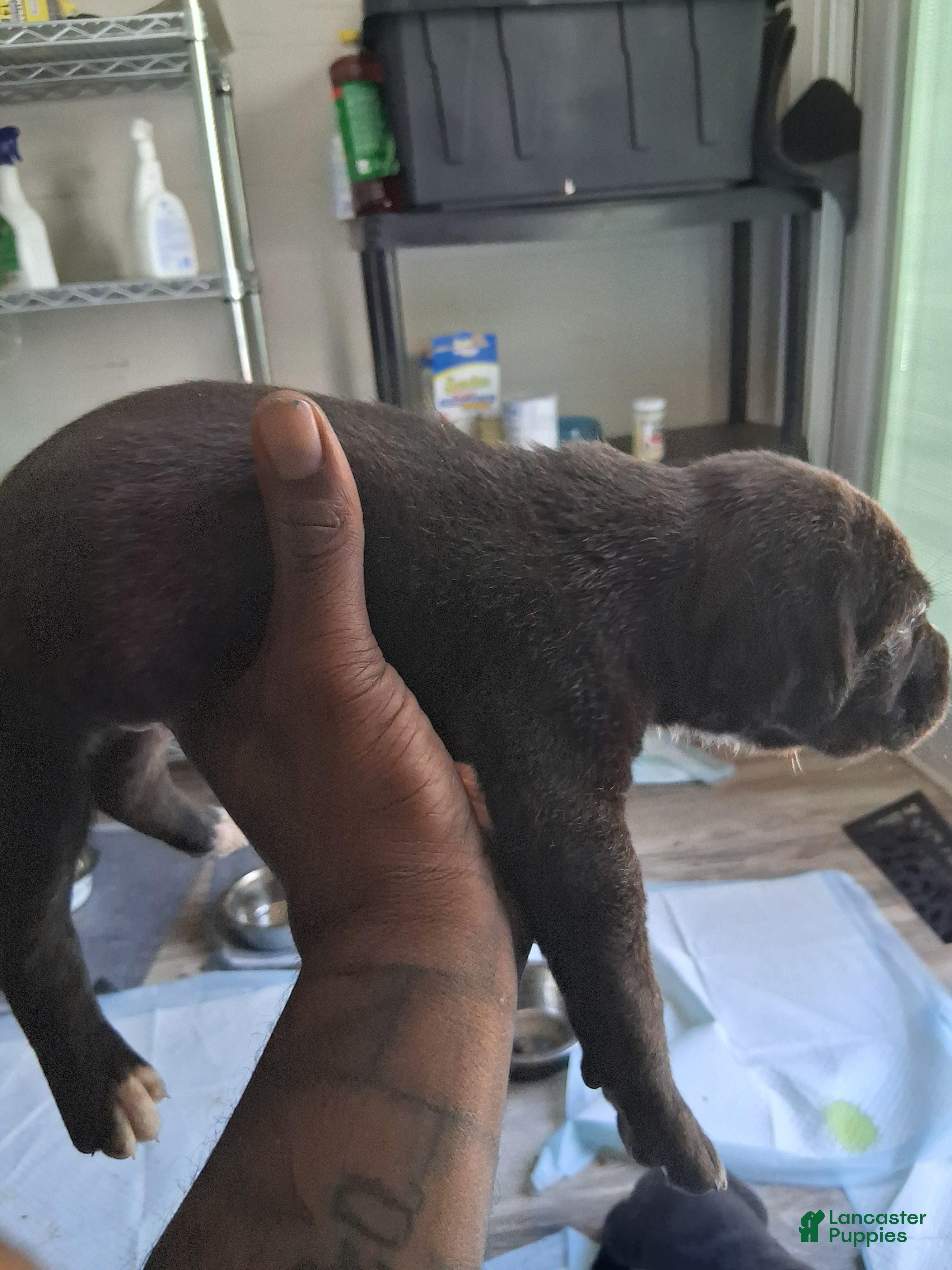Cane Corso dogs Cane Corso Puppy 9 - Ad 16