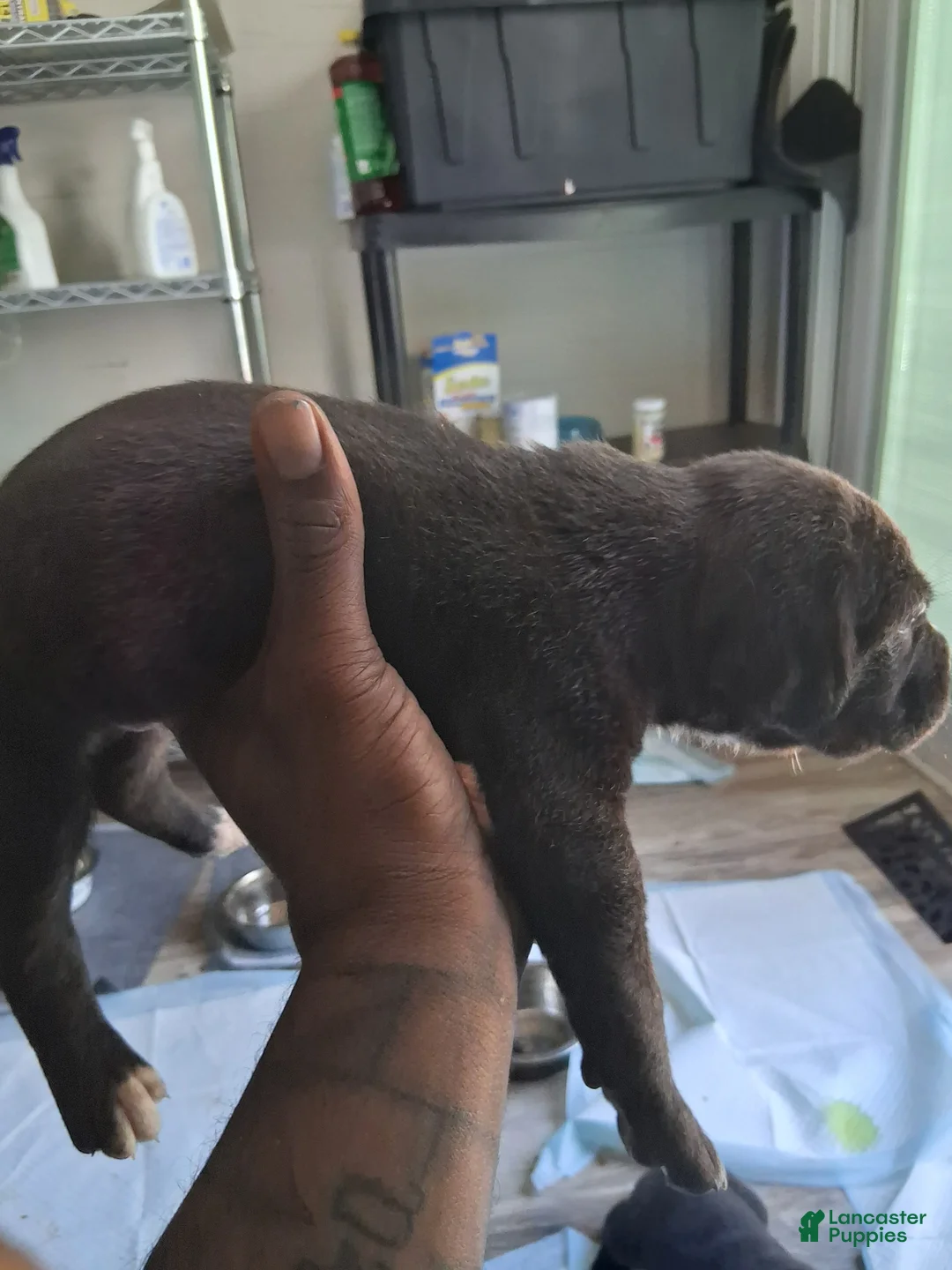 Cane Corso dogs for sale: Cane Corso Puppy 9 - Ad 1