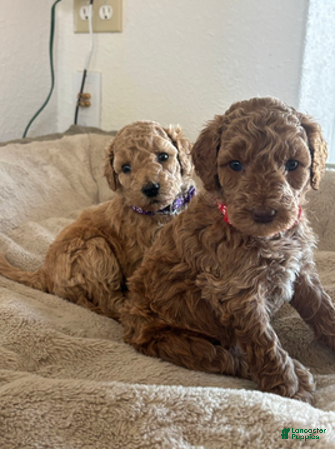 Mini Goldendoodle dogs for sale: Hazel - Ad 2
