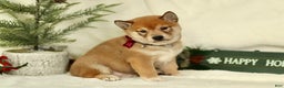 Shiba Inu dogs for sale: Braden - Ad 3
