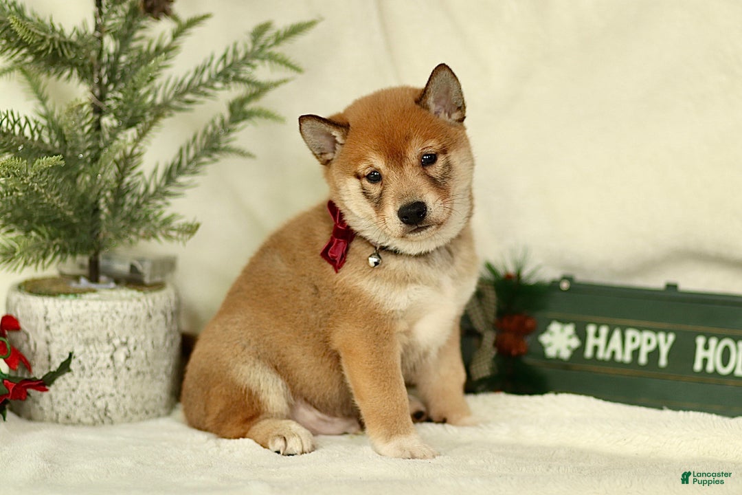 Shiba Inu dogs for sale: Braden - Ad 3