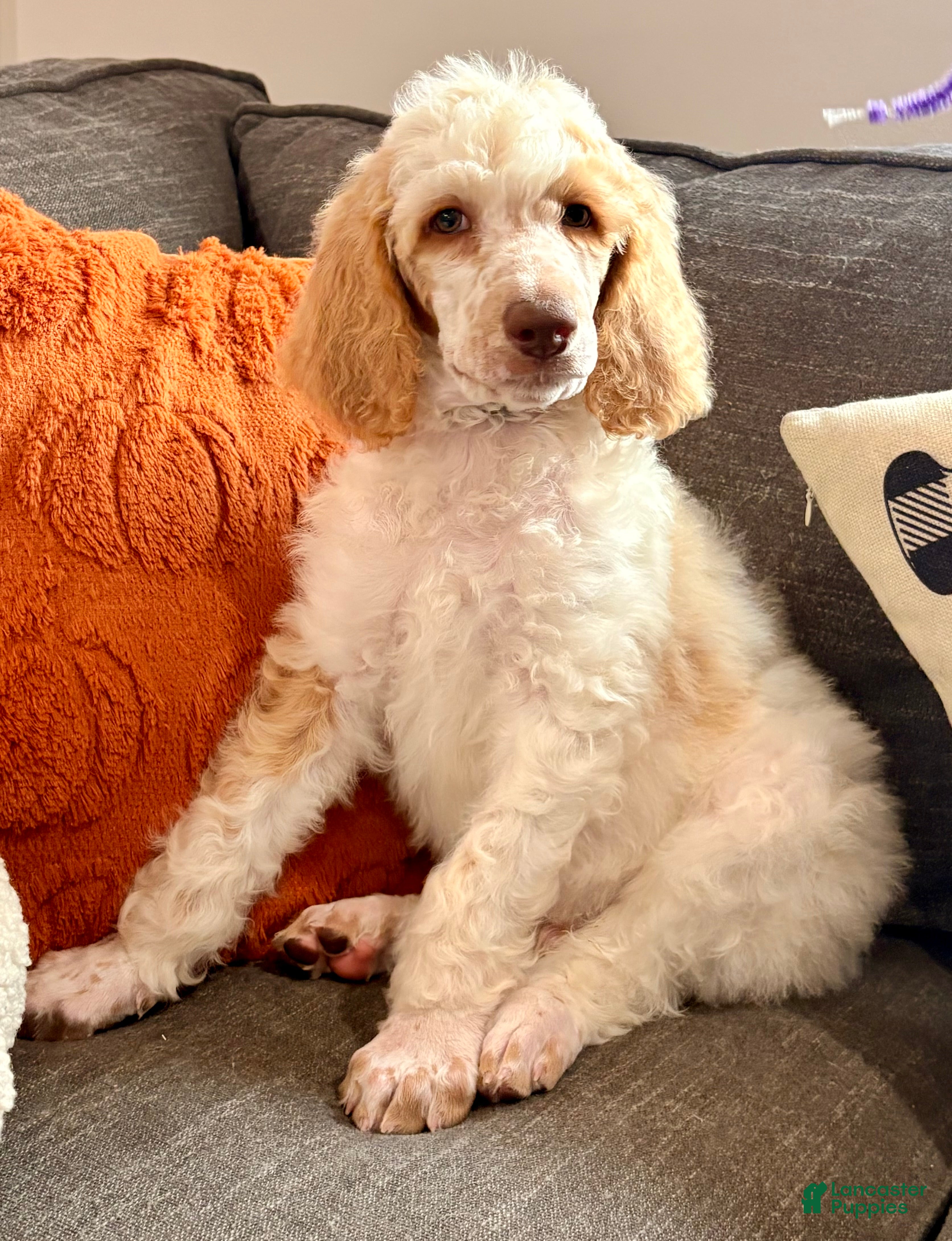 Standard Poodle dogs Patches  - Ad 2