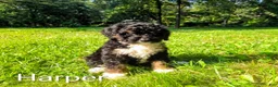 Mini Bernedoodle dogs for sale: Harper - Ad 6