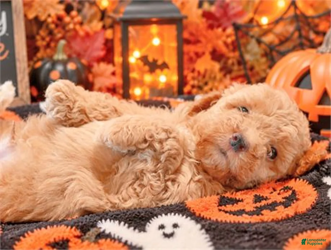 Miniature Poodle dogs for sale: Miniature Poodle 1 - Ad 1