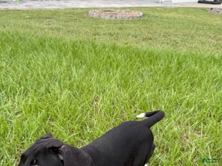 American Pit Bull Terrier dogs - Ad 6