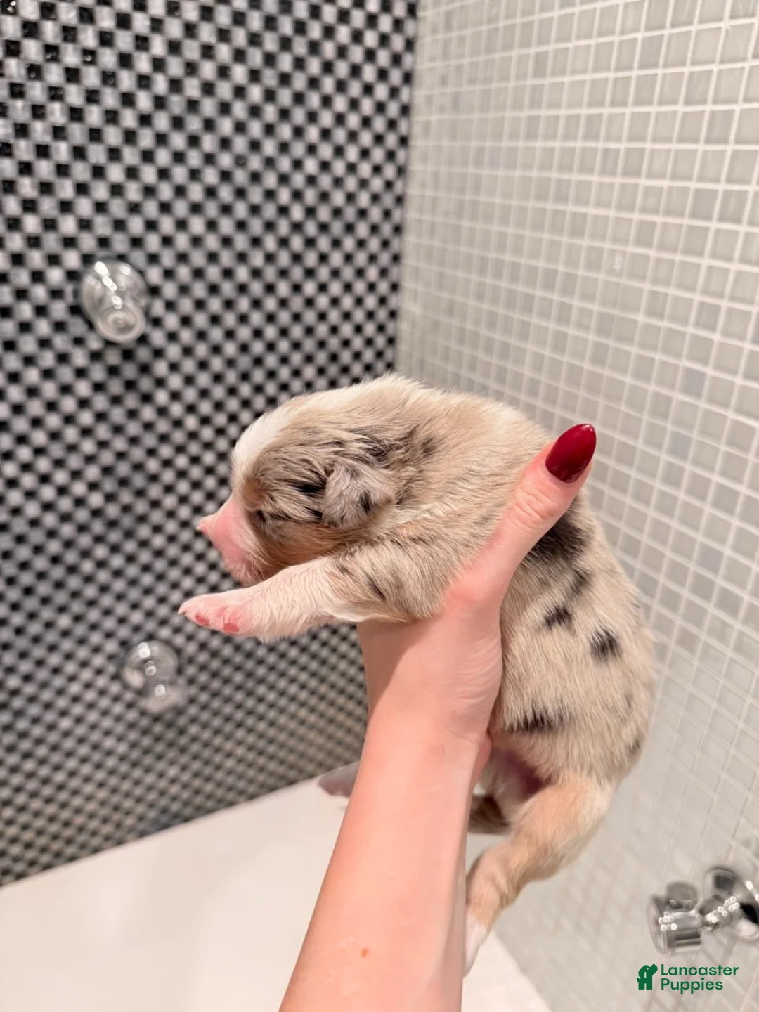 Australian Shepherd dogs for sale: Scout - Ad 3