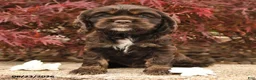 Cocker Spaniel dogs for sale: Lindy - Ad 4