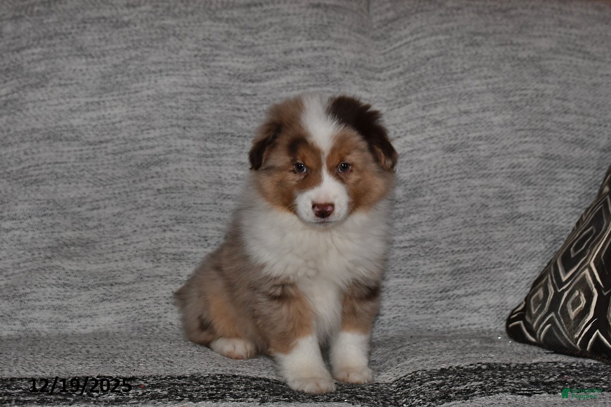 Miniature Australian Shepherd dogs Duke - Ad 9