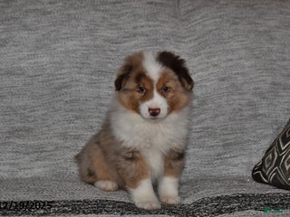 Miniature Australian Shepherd dogs Duke - Ad 9