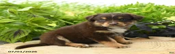 Australian Shepherd dogs for sale: Piper - Ad 3