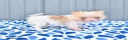 Pomeranian dogs for sale: Dahlia - Ad 3
