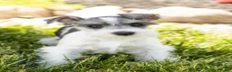 Miniature Schnauzer dogs for sale: Sophia  - Ad 3