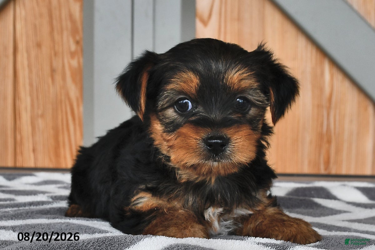 Mixed Breed dogs Allen - Ad 1