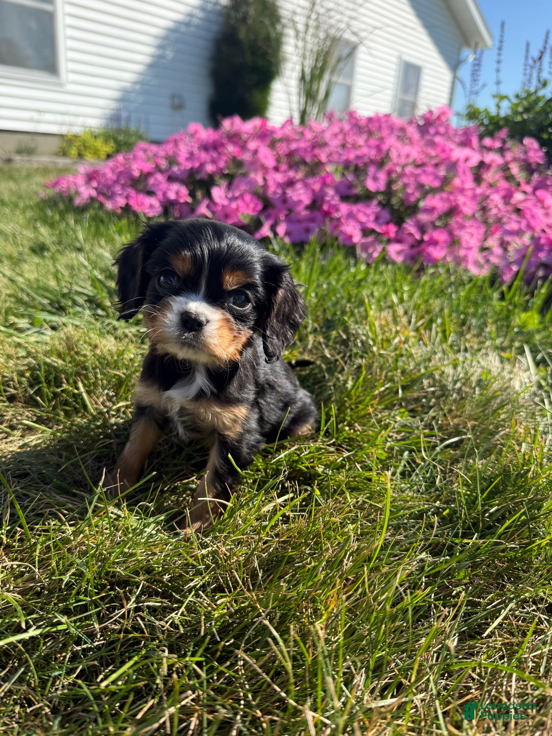 Cavalier King Charles Spaniel dogs for sale: Roscoe - Ad 23