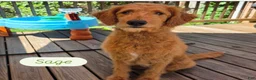 Mini Goldendoodle dogs for sale: Mini -Medium Goldendoodle  - Ad 2