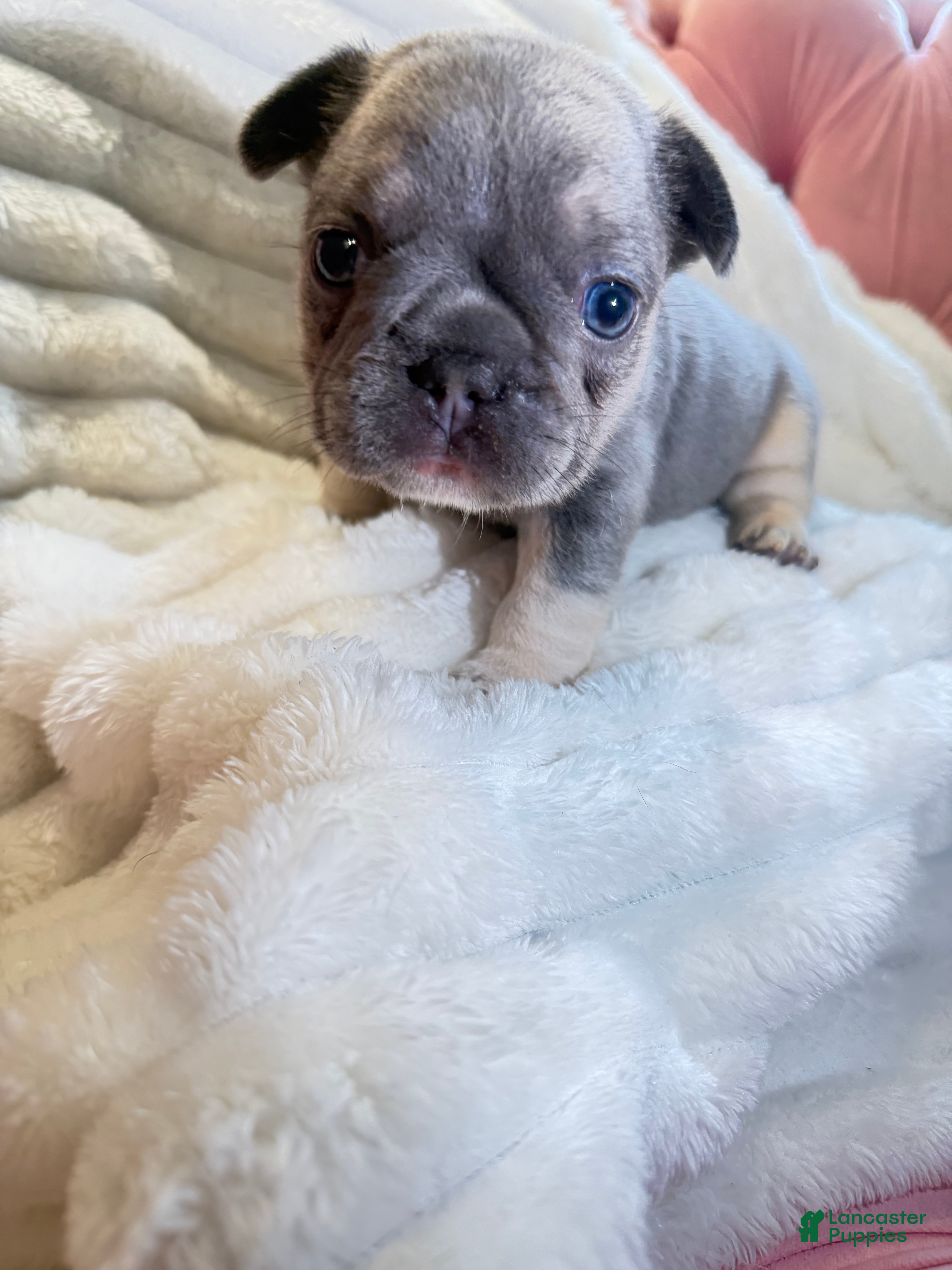 French Bulldog dogs French Bulldog Puppy 4 - Ad 1