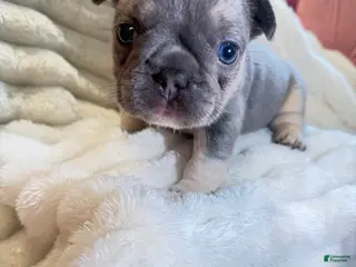 French Bulldog dogs for sale: French Bulldog Puppy 4 - Ad 1