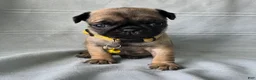 Pug dogs for sale: Jeannie - Ad 11