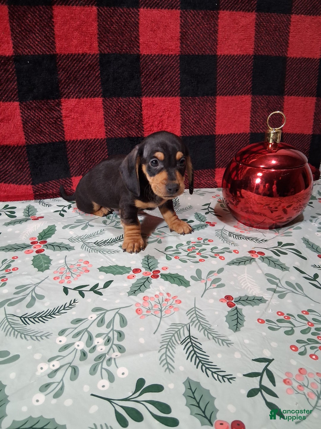Miniature Dachshund dogs for sale: Milky Way - Ad 3