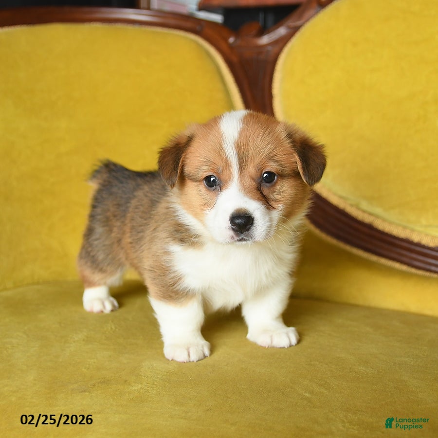 Welsh Corgi Pembroke dogs Timothy - Ad 2