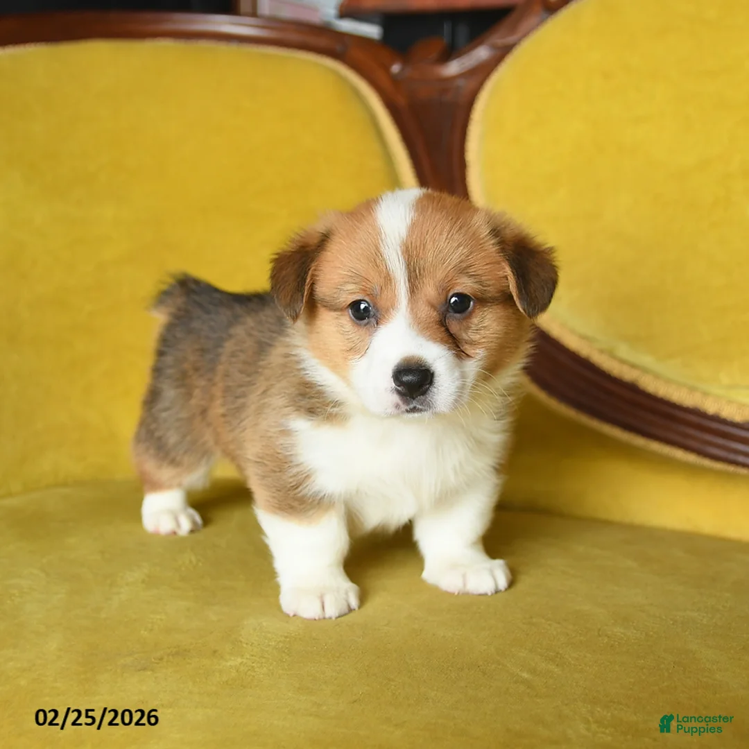 Welsh Corgi Pembroke dogs for sale: Timothy - Ad 2