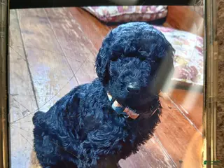 Standard Poodle dogs Standard Poodle Puppy 2 - Ad 23