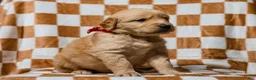 Golden Retriever dogs for sale: Delphin AKC Golden Retriever Pup - Ad 3