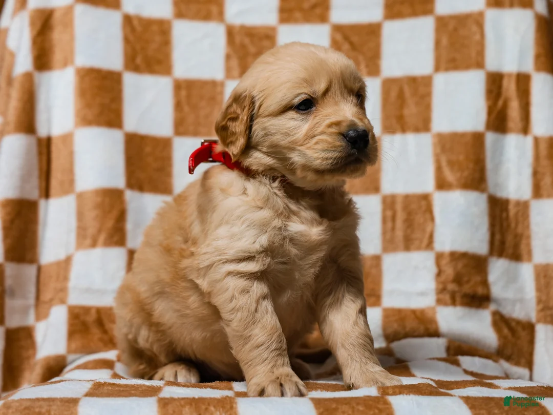 Golden Retriever dogs for sale: Delphin AKC Golden Retriever Pup - Ad 3